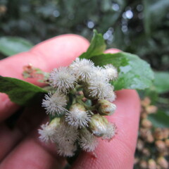 Baccharis prunifolia