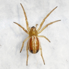 Araneus pratensis