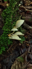 Hypholoma subviride