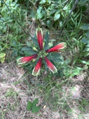 Alstroemeria psittacina