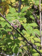Xylocopa darwini