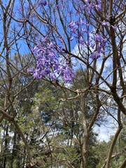 Jacaranda mimosifolia
