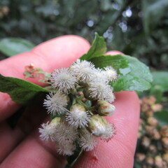 Baccharis prunifolia