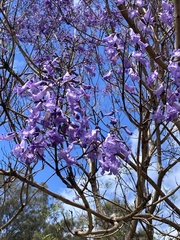 Jacaranda mimosifolia