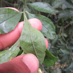 Baccharis prunifolia