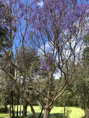 Jacaranda mimosifolia
