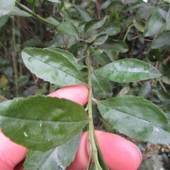 Baccharis prunifolia