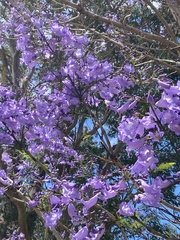 Jacaranda mimosifolia