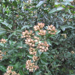 Baccharis prunifolia
