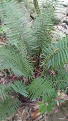 Sphaerostephanos taiwanensis