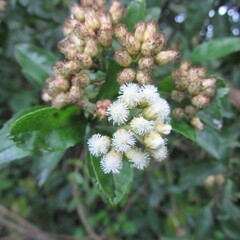 Baccharis prunifolia