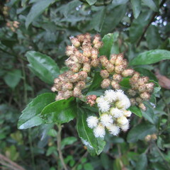 Baccharis prunifolia