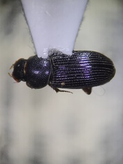 Ataenius texanus
