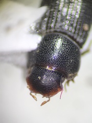 Ataenius texanus