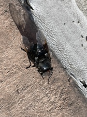 Copestylum violaceum