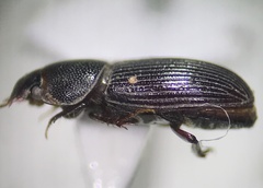 Ataenius texanus