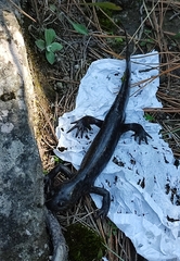 Ambystoma velasci