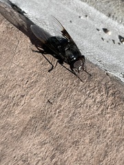 Copestylum violaceum