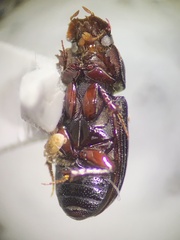 Ataenius texanus
