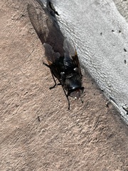 Copestylum violaceum