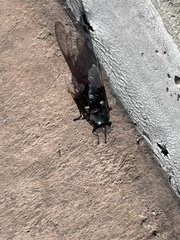 Copestylum violaceum