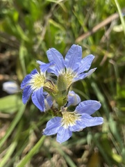 Scaevola calendulacea