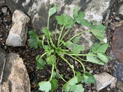 Ranunculus recurvatus