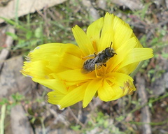 Chilalictus