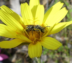 Chilalictus