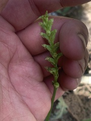 Microtis unifolia