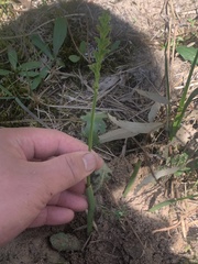 Microtis unifolia