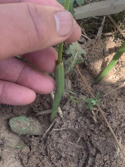 Microtis unifolia