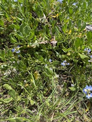 Scaevola calendulacea