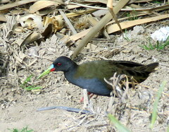 Pardirallus sanguinolentus