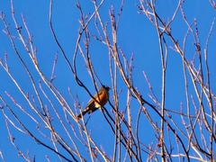 Turdus migratorius migratorius