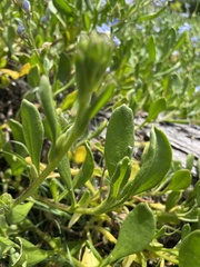 Scaevola calendulacea