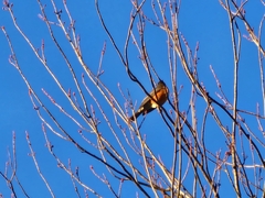 Turdus migratorius migratorius