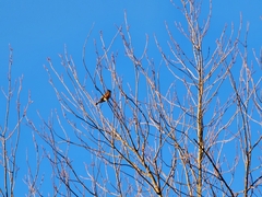 Turdus migratorius migratorius