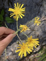 Hieracium murorum