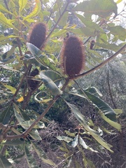 Banksia robur