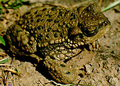 Achala Toad photo 4