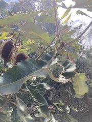 Banksia robur