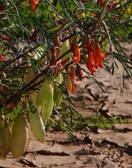 Lessertia frutescens