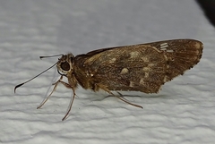 Naevolus orius