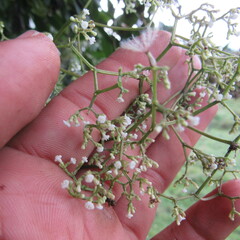 Valeriana laurifolia