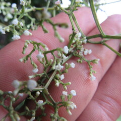 Valeriana laurifolia