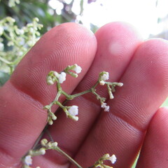 Valeriana laurifolia