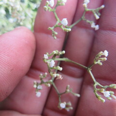Valeriana laurifolia