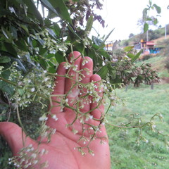 Valeriana laurifolia