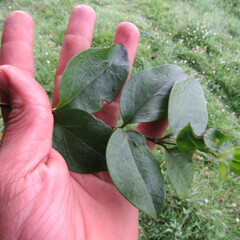 Valeriana laurifolia